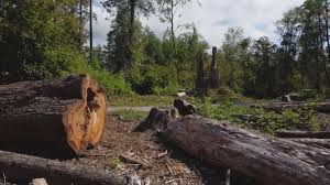 Best Tree Disease Treatment  in Llender, CA