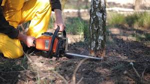 Best Commercial Tree Services  in Llender, CA