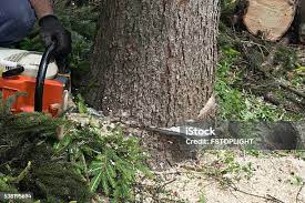 Best Lawn Pest Prevention  in Llender, CA
