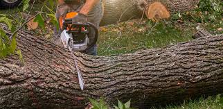 Best Lawn Watering Services  in Llender, CA