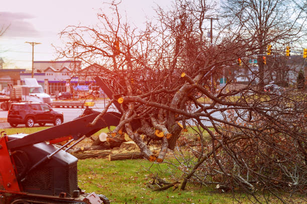 Best Root Management and Removal  in Llender, CA