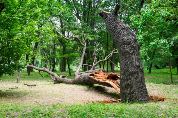 Trusted Callender, CA Tree Care Experts