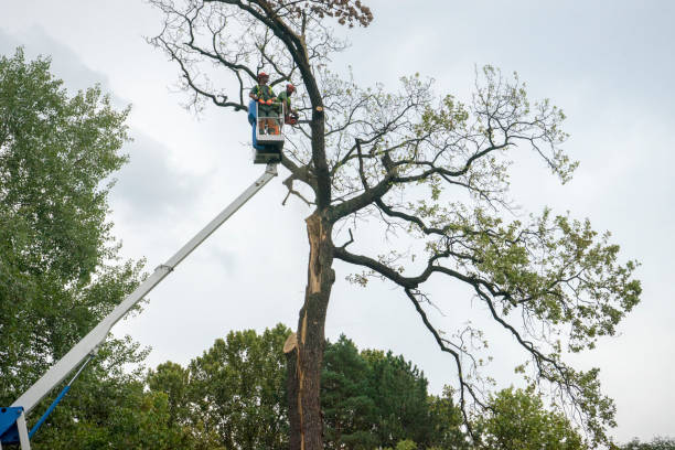 Best Emergency Tree Removal  in Llender, CA