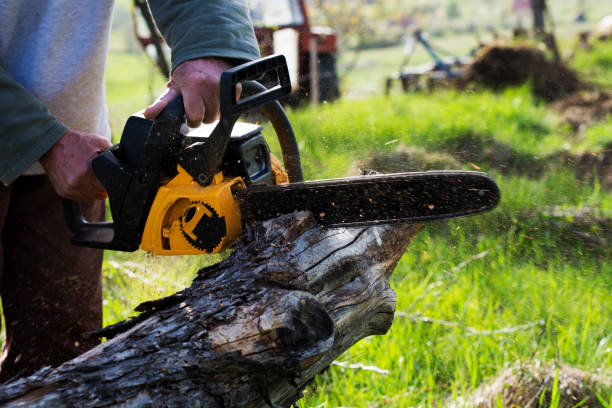 Best Pest Control for Lawns  in Llender, CA
