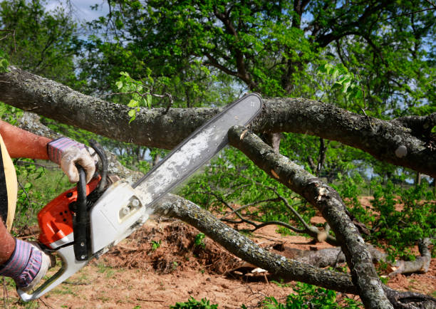 Best Stump Grinding and Removal  in Llender, CA