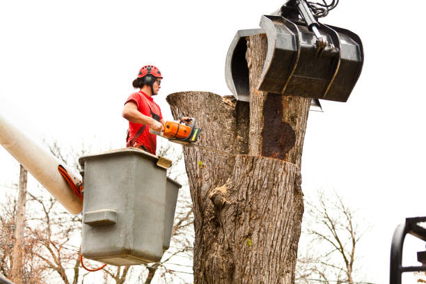 Best Tree and Shrub Care  in Llender, CA