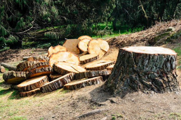 How Our Tree Care Process Works  in  Callender, CA
